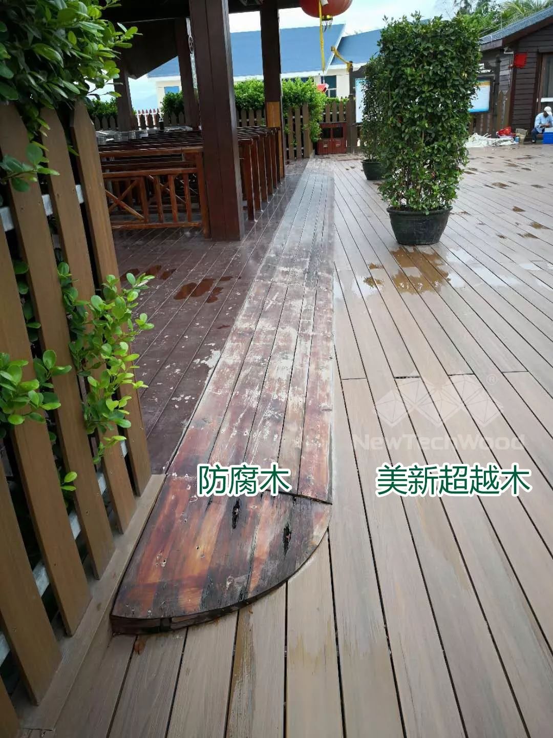 歷經風吹雨打，依舊亮麗如初的美新超越木